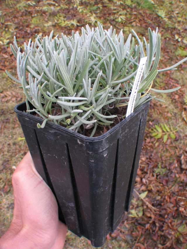 planter une lavande en pot